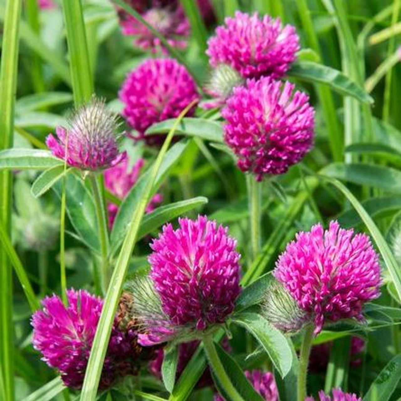Organic Mammoth Red Clover (Trifolium pratense)