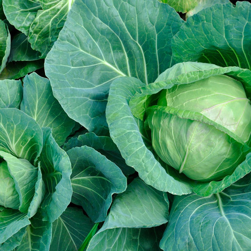 Organic Golden Acre Cabbage (Brassica oleracea)