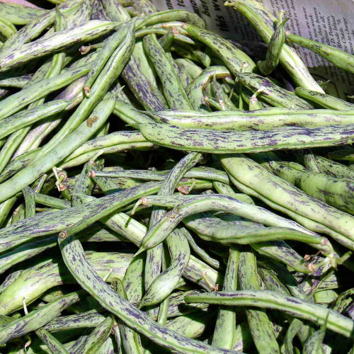 Freshly Harvested Rattlesnake Pole Beans  - (Phaseolus vulgaris)